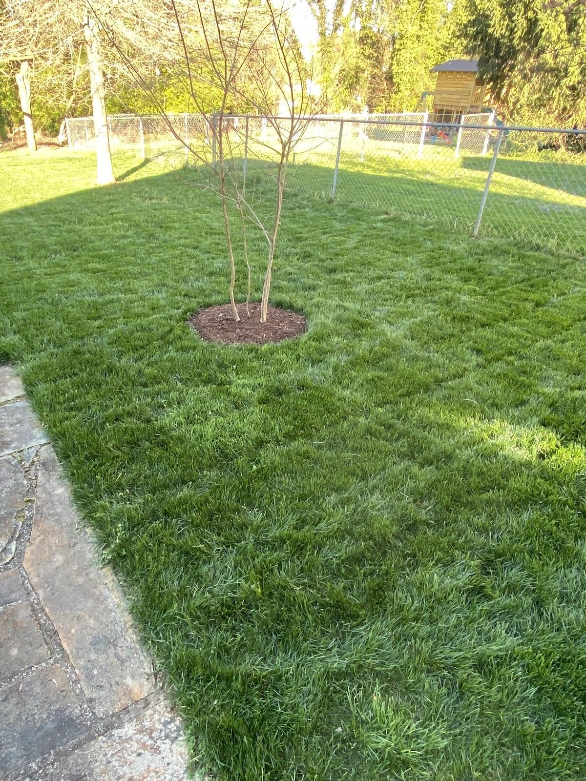Thick green backyard lawn with a mulched ring around a young tree
